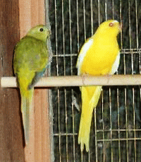 �T���N�T�@�V�i����