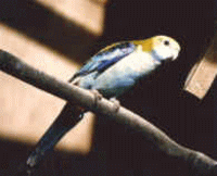 �T���N�T�@�m�[�}��