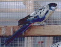 �Y�O���T���N�T